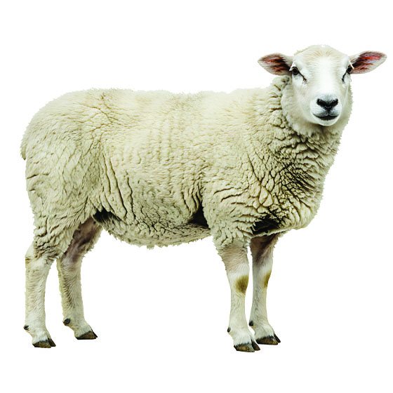 گوسفند زنده