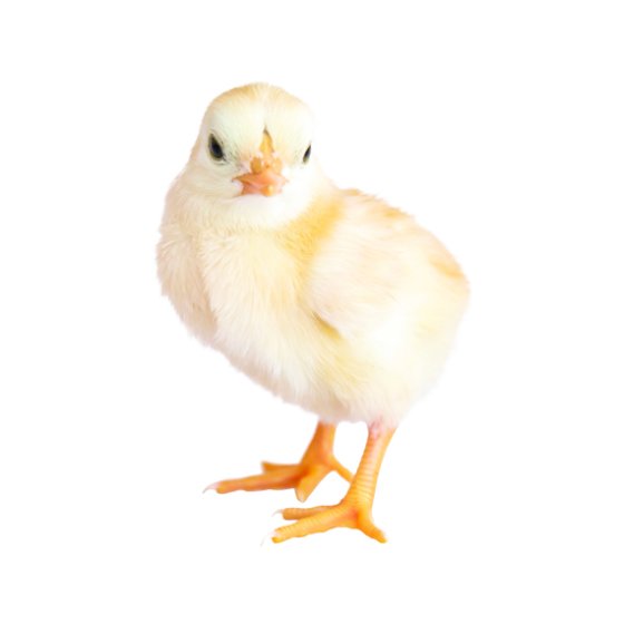 جوجه یکروزه گوشتی