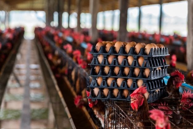 تخم‌مرغ کمتر از قیمت تمام شده عرضه می‌شود