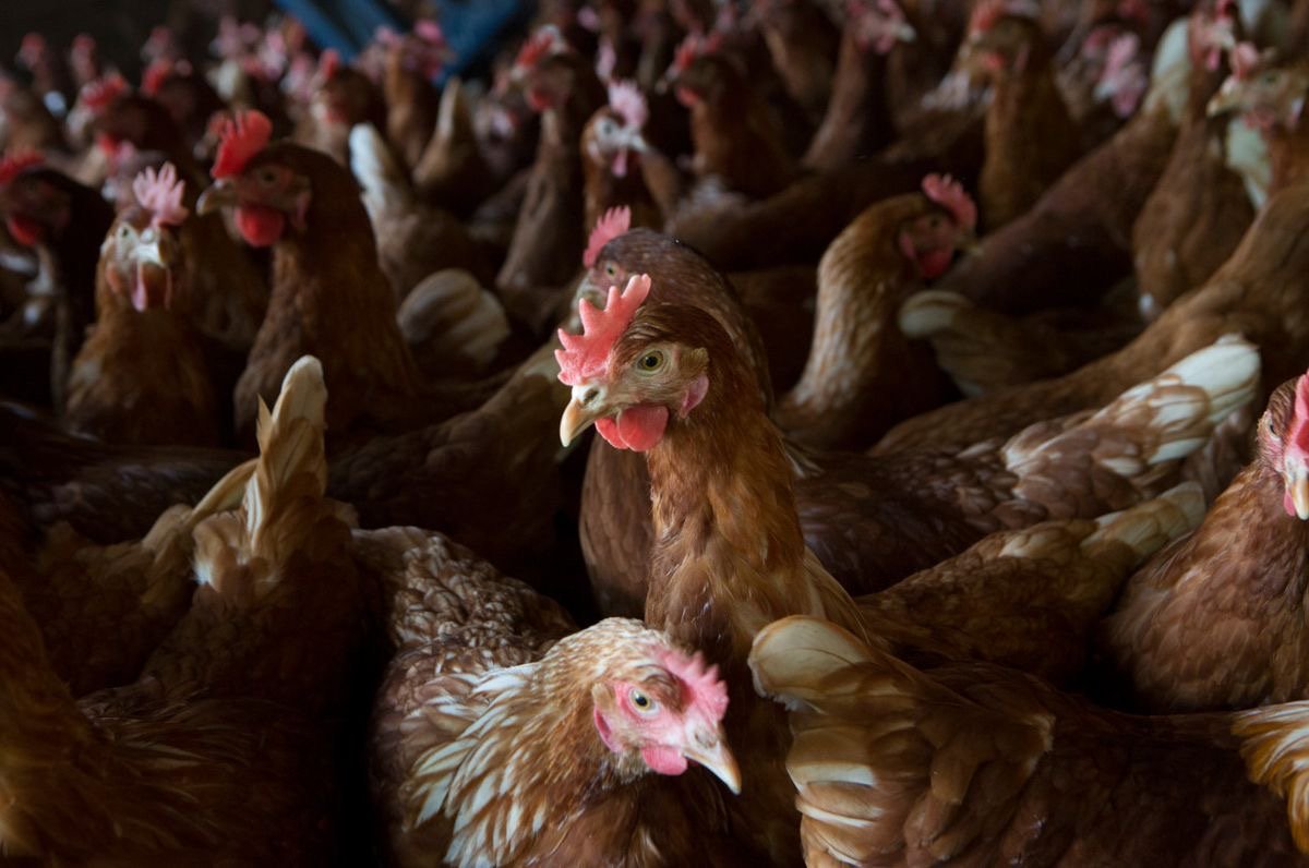 کشف ۴ هزار و ۵۹۰ قطعه مرغ زنده قاچاق در سربیشه