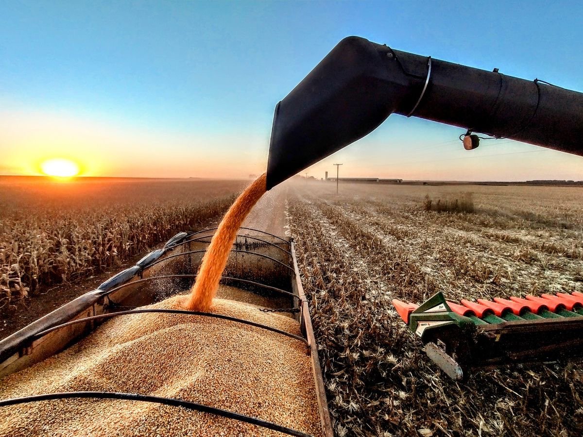 عاملان بازار موجود نهاده‌های دامی باید مواخذه شوند