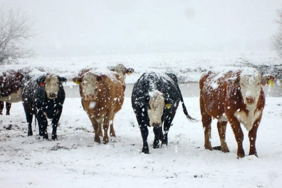 انجمن خوراک دام مطرح کرد: استرس سرما در دام‌ها با تغذیه هدفمند کنترل می‌شود