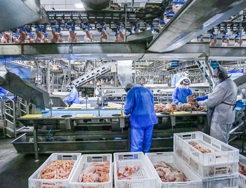 توزیع روزانه ۸ هزارتن مرغ در سطح کشور