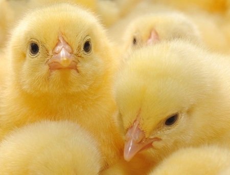 کمبود نهاده، جوجه یک روزه را ارزان کرد