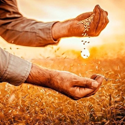 عرضه نهاده دامی منجر به فروکش عطش بازار شد