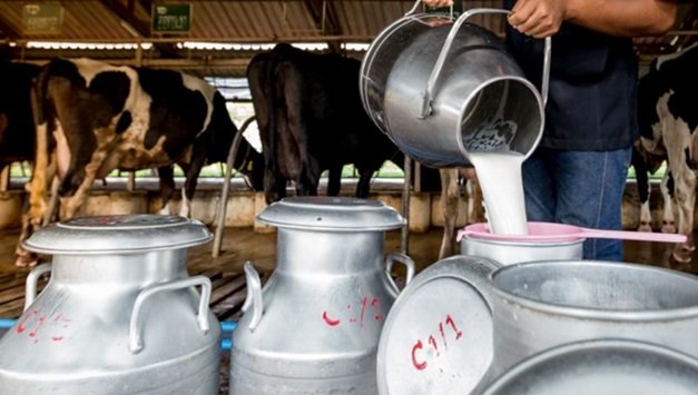 کمبود مقطعی شیر خام با مدیریت صادرات و تأمین نهاده‌ها در حال رفع است