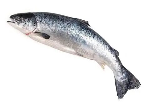 بارندگی و مشکلات حمل‌ونقل عامل نوسان قیمت قزل‌آلا