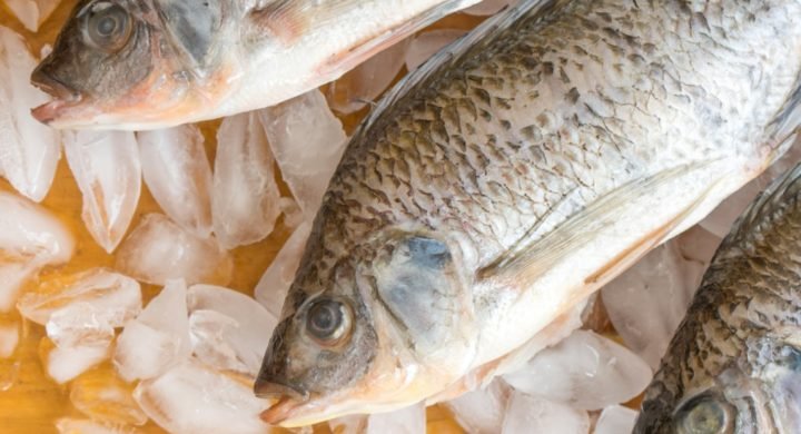 عضو کمیسیون کشاورزی اتاق تعاون: عرضه ماهی در بازار بدون کمبود است / تولید آبزیان پاسخگوی نیاز کشور