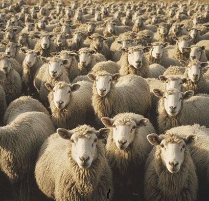 نوسان قیمت دام ادامه دارد/ یارانه‌ها فقط بخشی از هزینه‌ها را پوشش می‌دهند