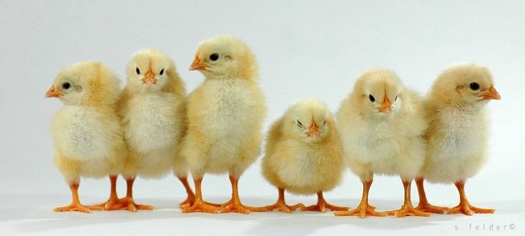 تولید جوجه یکروزه در کشور با کمبود مواجه نیست