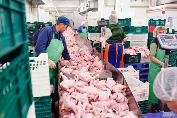 ماهانه ۲۵۰ هزارتن مرغ در کشور مصرف می‌شود