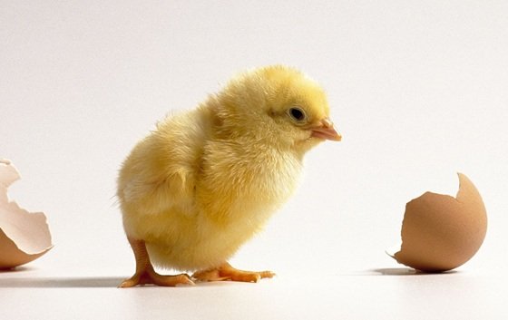 جوجه ریزی دی ماه به ۱۶۵ میلیون قطعه می‌رسد