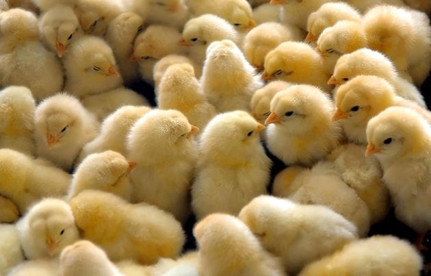 شروع پروژه ملی اولین جوجه کشی اجدادی تمام ایرانی