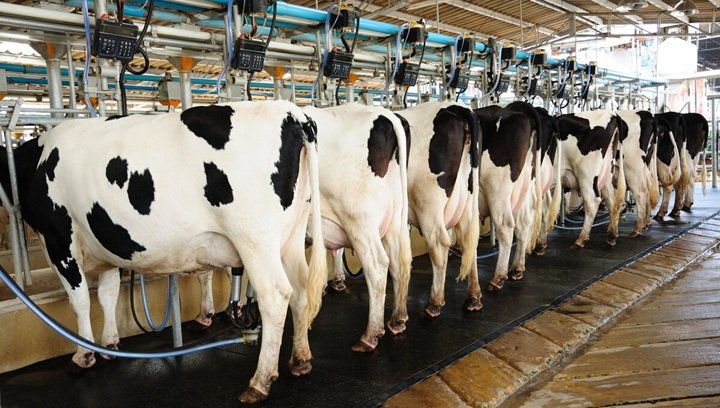 میزان خسارت تب برفکی به تولید شیرخام استان تهران کمتر از ۲ درصد است