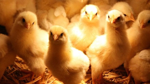 کمبودی در تولید مرغ نداریم/ تغییری در جوجه‌ریزی نداشتیم