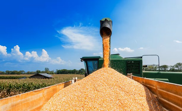 واردات نهاده‌های دامی ۸ درصد افزایش یافت