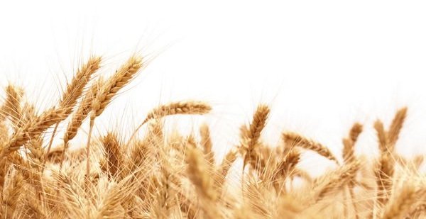 قیمت منطقی هرکیلو گندم ۵۰ هزارتومان است