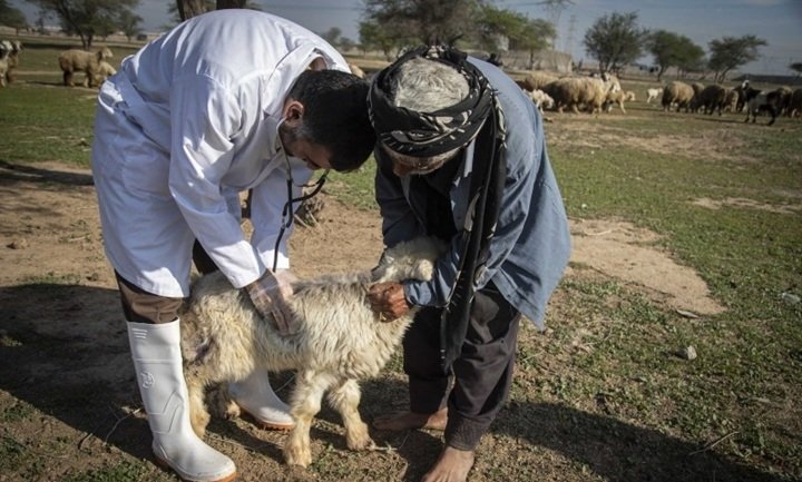 واکسیناسیون تب برفکی دام سبک و سنگین در شهرستان درمیان