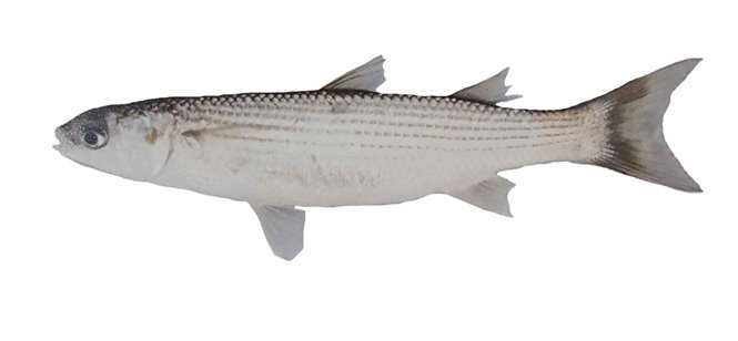 کفال با سهم 70 درصدی، گونه غالب صید در خزر شد