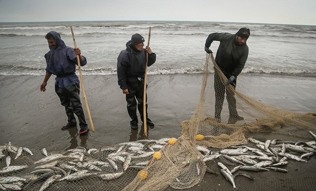 ۲۱۵۱ تن انواع ماهیان استخوانی در دریای خزر صید شد