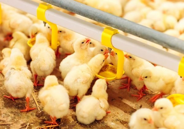 قیمت جوجه یک‌روزه بیش از ۸۰ هزار تومان ممنوع!