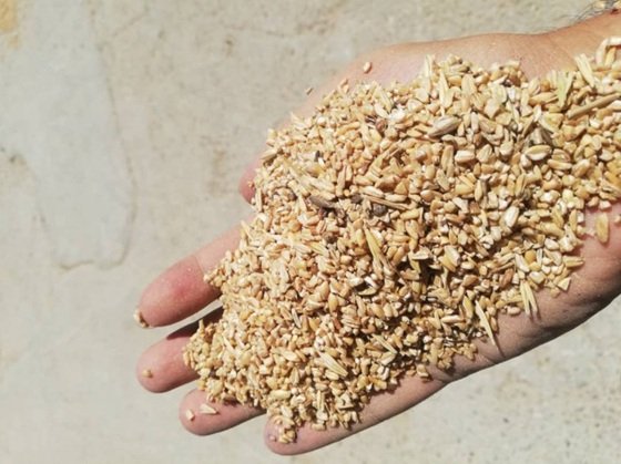 ثبت سفارش واردات گندم دامی آغاز شد