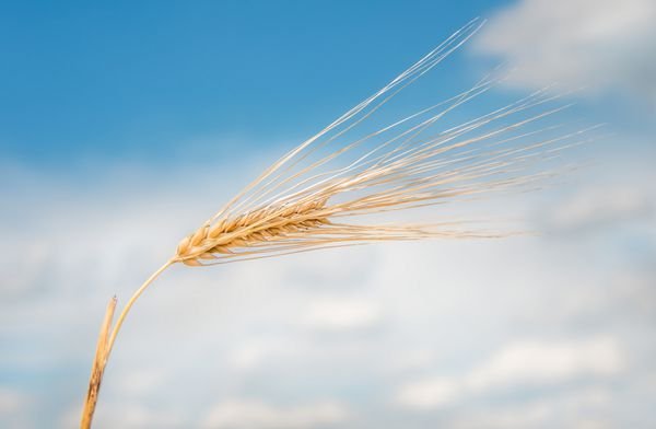 ضوابط جدید خرید توافقی گندم برای صنف و صنعت اعلام شد