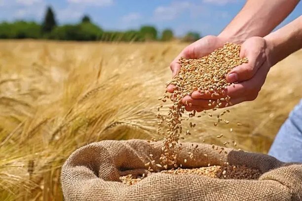 ابلاغ اولویت ارزی واردات گندم دامی