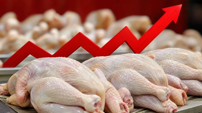 مرغ هنوز به قیمت واقعی خود نرسیده است