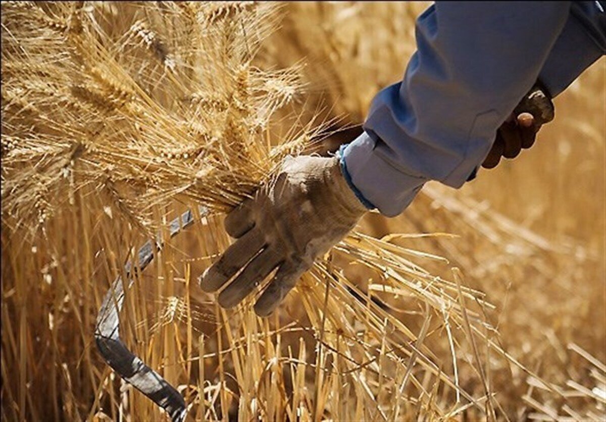 قیمت منطقی خرید تضمینی گندم ۹۲ هزار تومان است