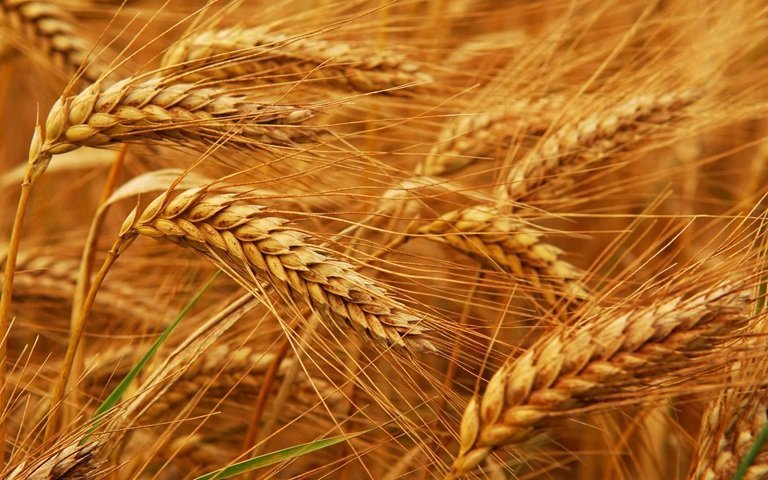 انتقاد بنیاد ملی گندمکاران از تاخیر و بلاتکلیفی در اعلام قیمت خرید تضمینی گندم