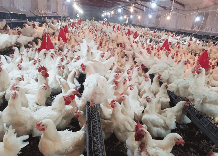 پایداری تولید مرغ مشروط به تامین نهاده های دامی