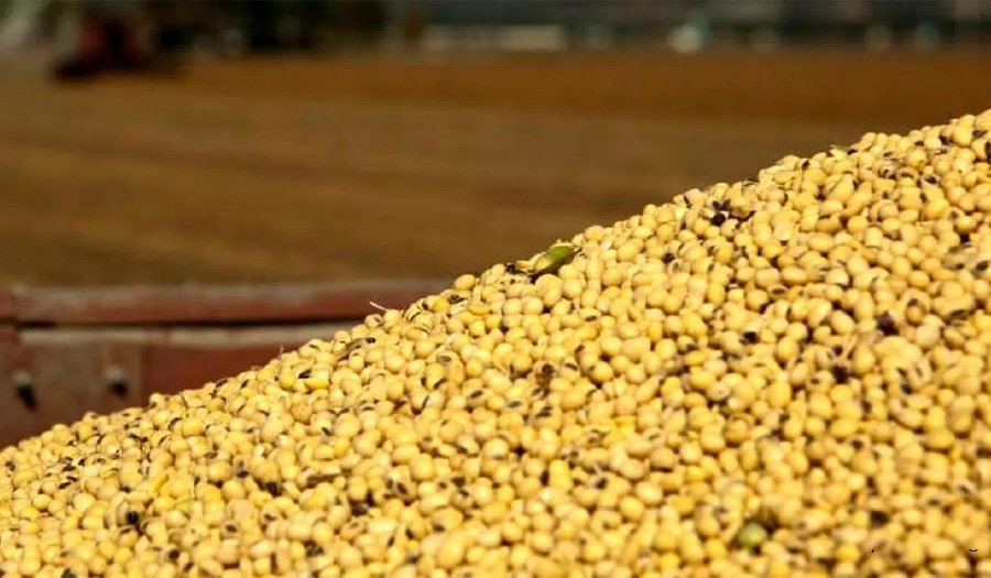 فریاد مرغداران شنیده شد؛ تخصیص ۷۰ هزار تن ذرت طی ۲۴ ساعت آینده