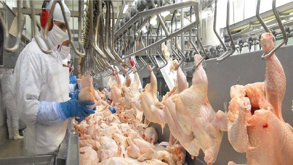 تکذیب استفاده از تریاک در جیره غذایی طیور