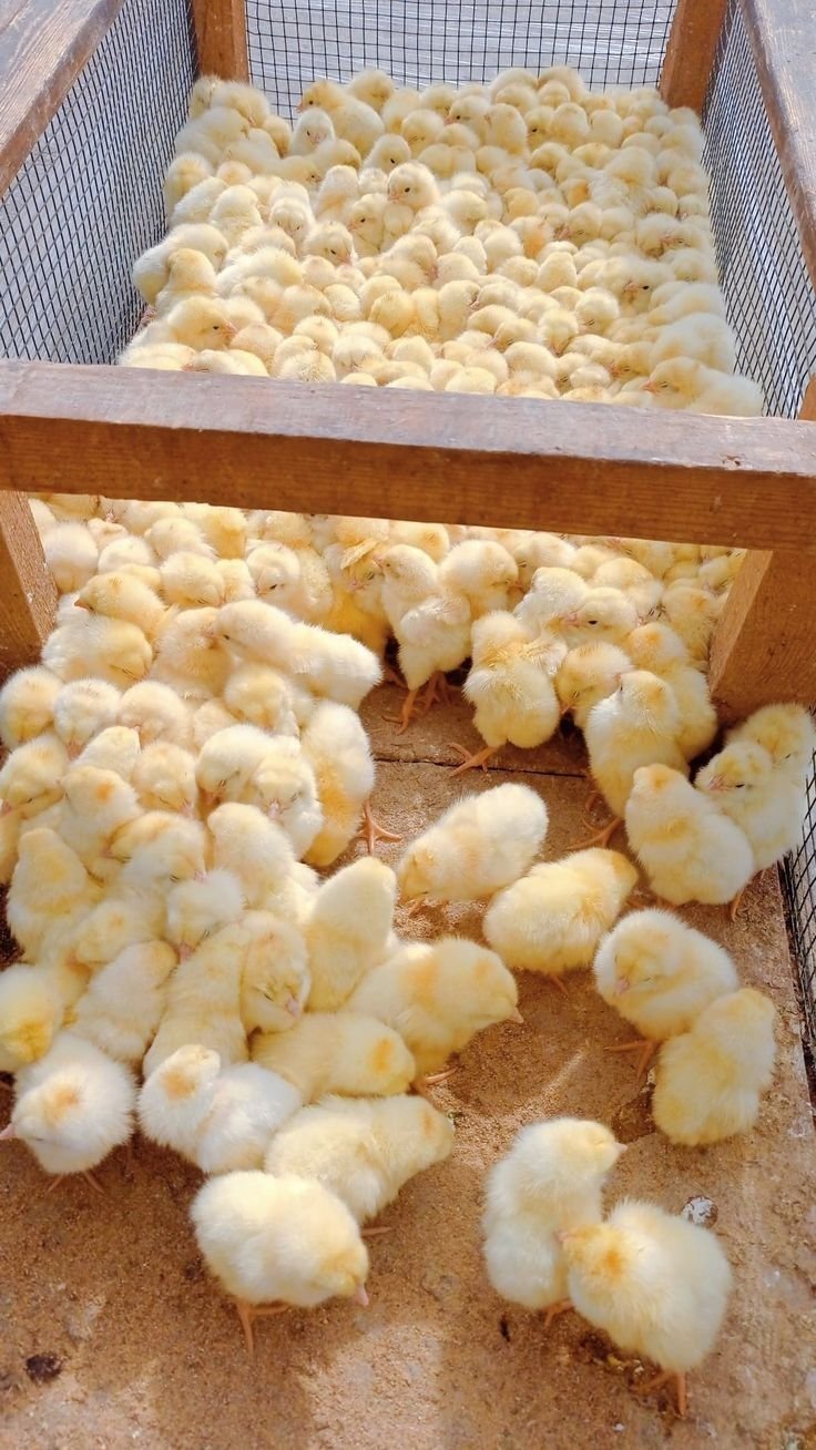 جوجه ریزی آبان به 150 میلیون قطعه می رسد