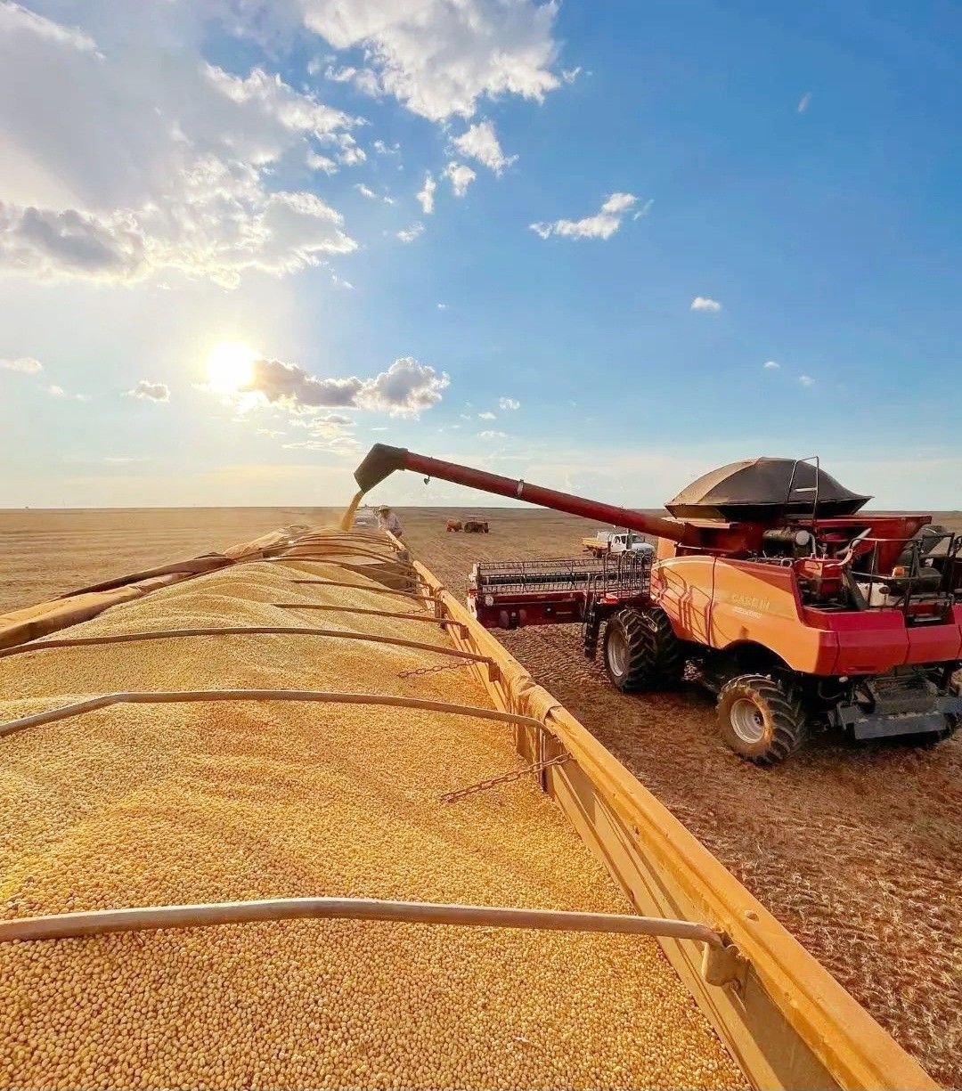 سقف جدید نرخ ارز نهاده‌های دام و طیور اعلام شد