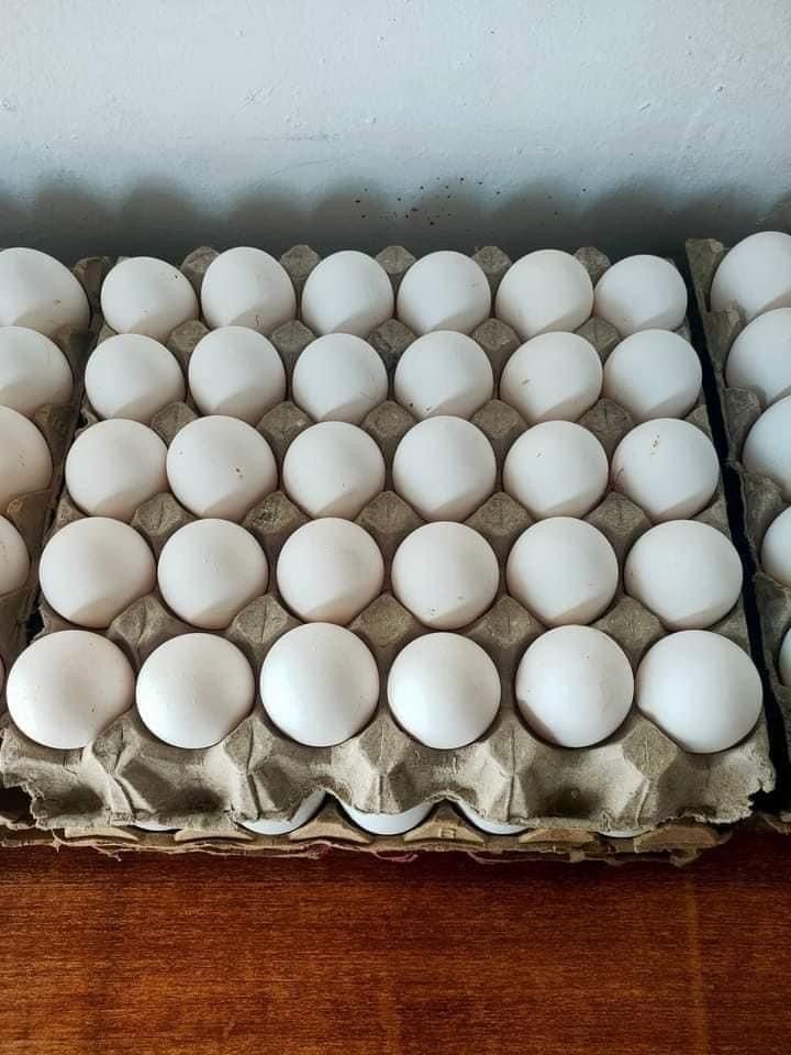 تولید تخم مرغ کاهشی است