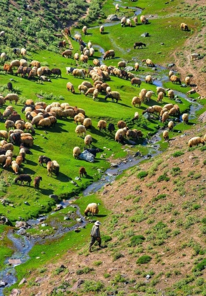 آینده تولید گوشت گوسفند چه خواهد شد/ قیمت هر کیلو دام به ۳۲۰ هزار تومان رسید