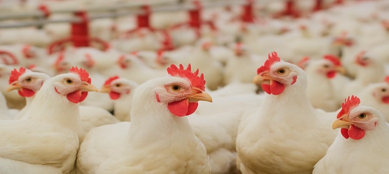 مرغداران خواستار حذف سویه مرغ آرین شدند