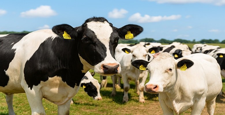 ۱۰۰ درصد جمعیت دام سنگین صنعتی علیه تب برفکی واکسینه شد