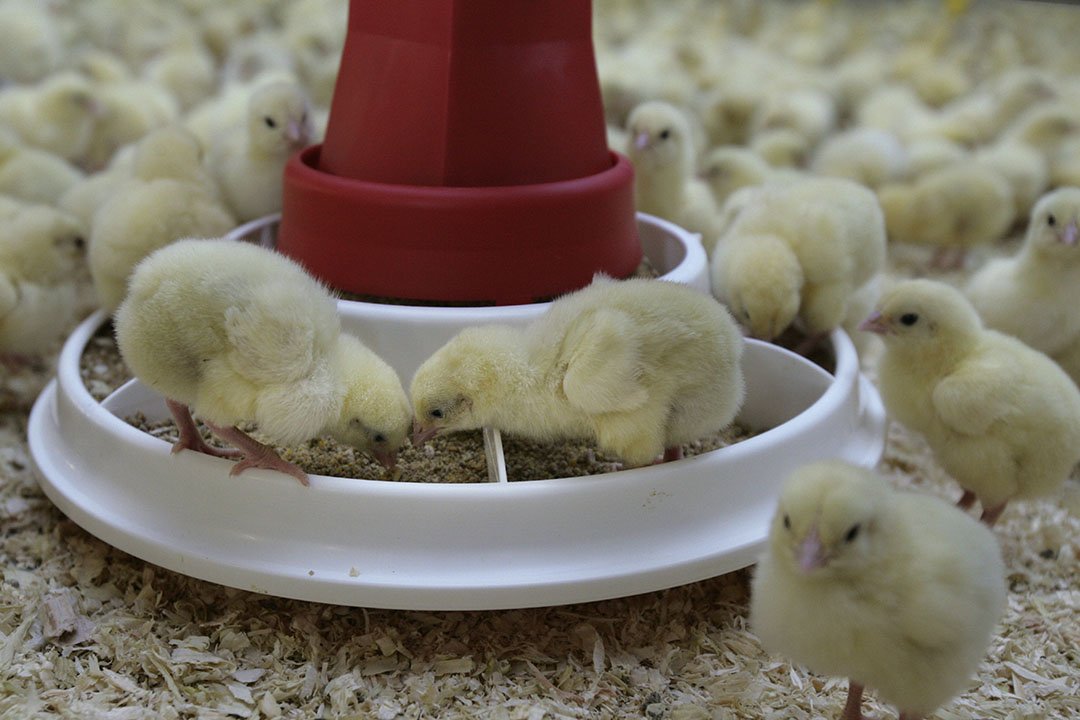 نبود نهاده دامی مرغ‌ها را زودتر و با وزن پایین‌تر راهی کشتارگاه می‌کند