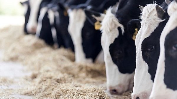 بحران ترکیبی در کمین امنیت غذایی