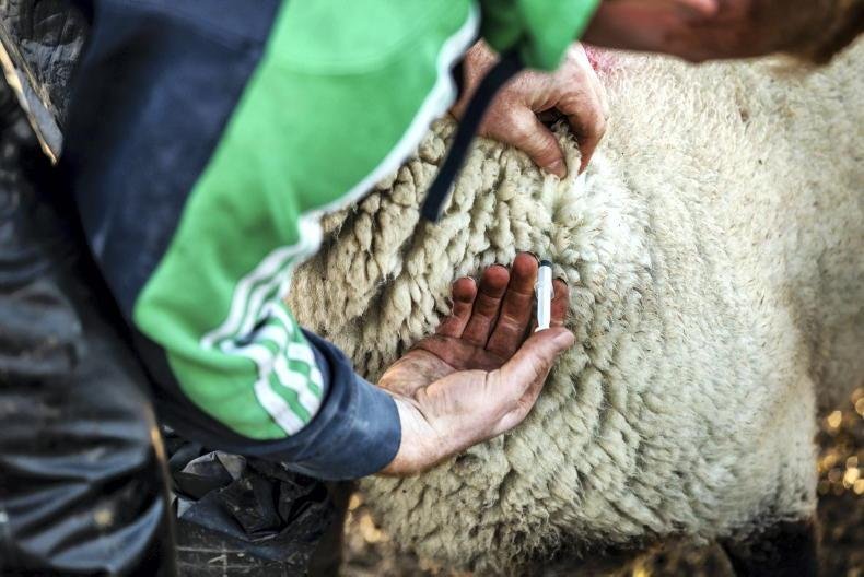 ایمن‌سازی دام سبک در مقابل تب برفکی در اولویت قرار گرفت