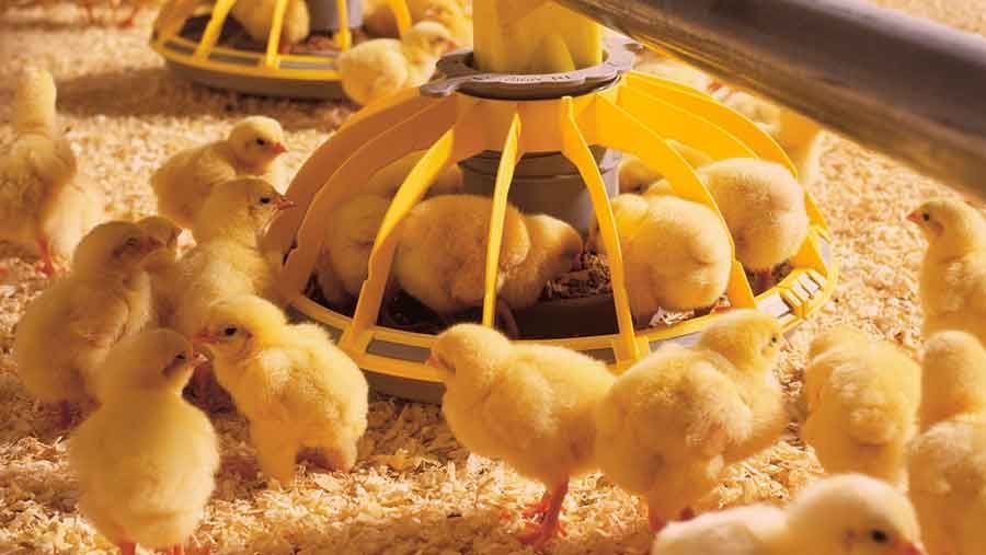 حذف عاملان توزیع نهاده‌های دامی راه حلی برای ثبات و آرامش بازار محصولات پروتئینی