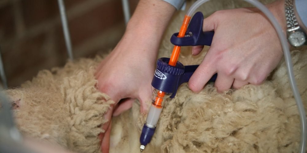 سازمان دامپزشکی برای مهار ویروس تب برفکی به‌صورت مستقیم واکسن به دامپروران عرضه کند