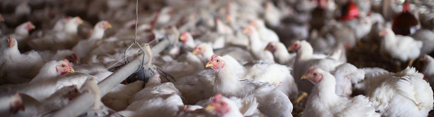 بلاگ خبری نوبیک